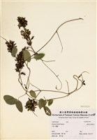 藏品(臺灣山黑扁豆)的圖片